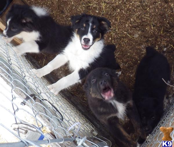 Dogs for Sale in MT